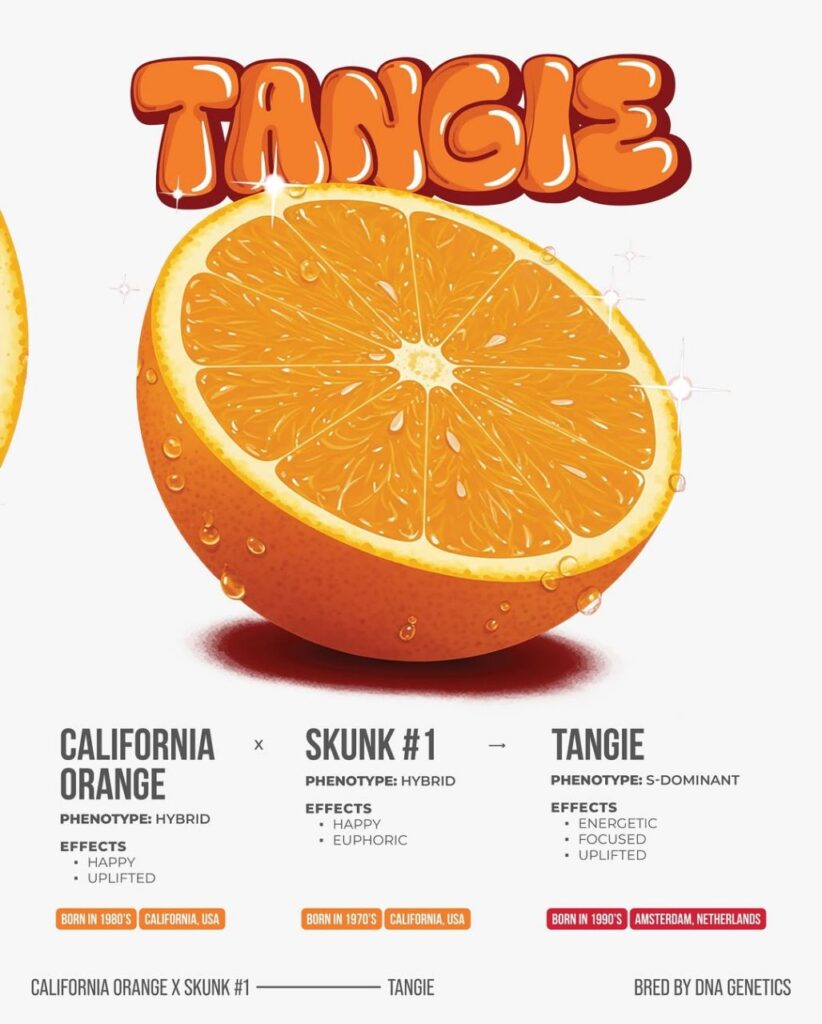 BRIX Tangie 2g Disposable Vape | Citrus Live Resin Vape Pen